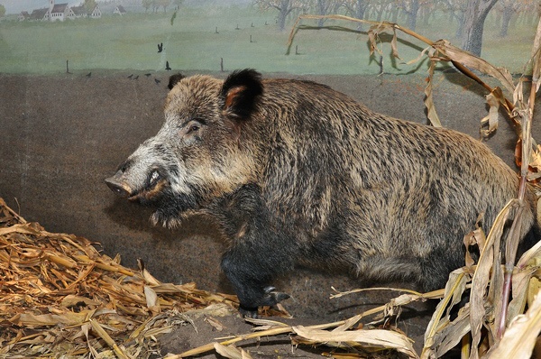 Pferd u Jagd   031.jpg